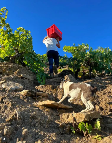 Producer relationships